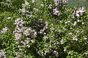 Syringa vulgaris, or common lilac