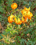 Lilium humboldtii