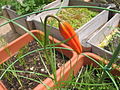 Lilium pumilum Bud in culture