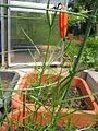 Lilium pumilum Bud in culture