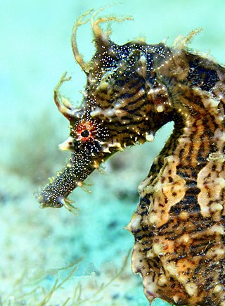 <span class="mw-page-title-main">Lined seahorse</span> Species of fish