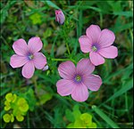 Linum pubescens, Israel