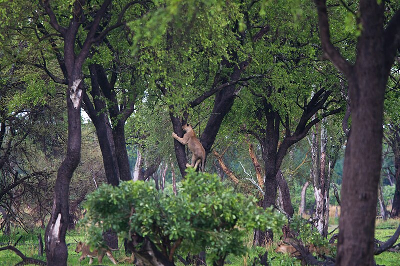 File:Lion, South Luangwa National Park (51871676909).jpg