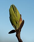 Thumbnail for File:Liriodendron tulipifera × chinense (Hybrid of Tulip Tree) (26532119311).jpg