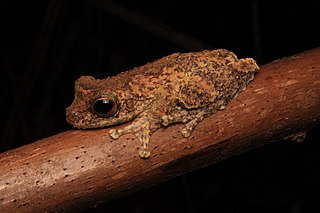 <i>Ranoidea myola</i> Species of amphibian