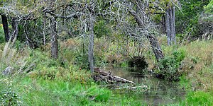 Little Bear Creek, private land near Buda, Hays County, Texas, USA. (21 October 2010).
