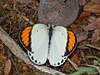 Little Orange Tip Colotis etrida (male).jpg