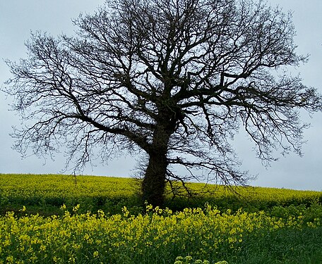 Lone tree in a rape field