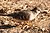 Long-tailed Ground Dove (Uropelia campestris) (28106329484).jpg