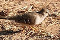 Long-tailed Ground Dove (Uropelia campestris) (28106329484).jpg