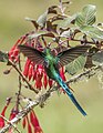 * Nomination Long-tailed sylph (Aglaiocercus kingii emmae) male --Charlesjsharp 08:50, 21 September 2023 (UTC) * Promotion  Support Good quality. --FlocciNivis 17:04, 21 September 2023 (UTC)