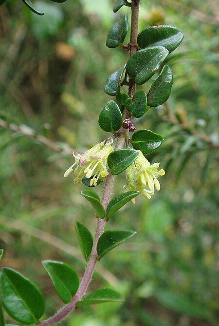 Lonicera_ligustrina