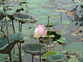 Lotus at Malampuzha Garden