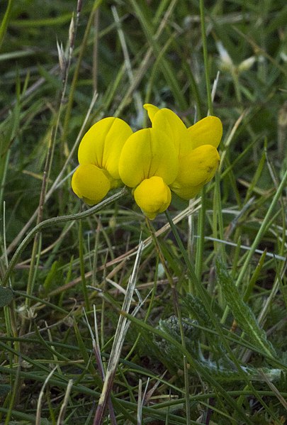 File:Lotus pedunculatus, De Slufter, Texel (9211512840).jpg