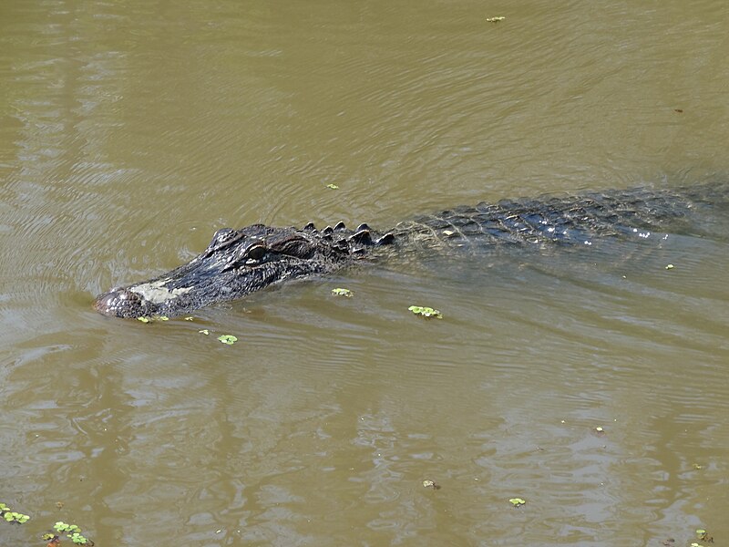 File:Louisiana Alligator 4 (8730801439).jpg