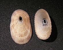 Lucapina sowerbii 001.jpg