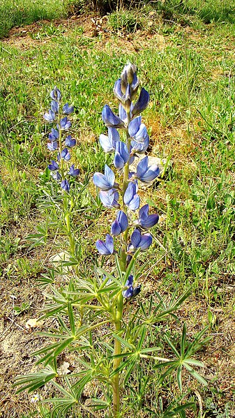 File:Lupinus angustifolius. Faballoba.jpg