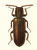 Miniatura para Lyctus suturalis