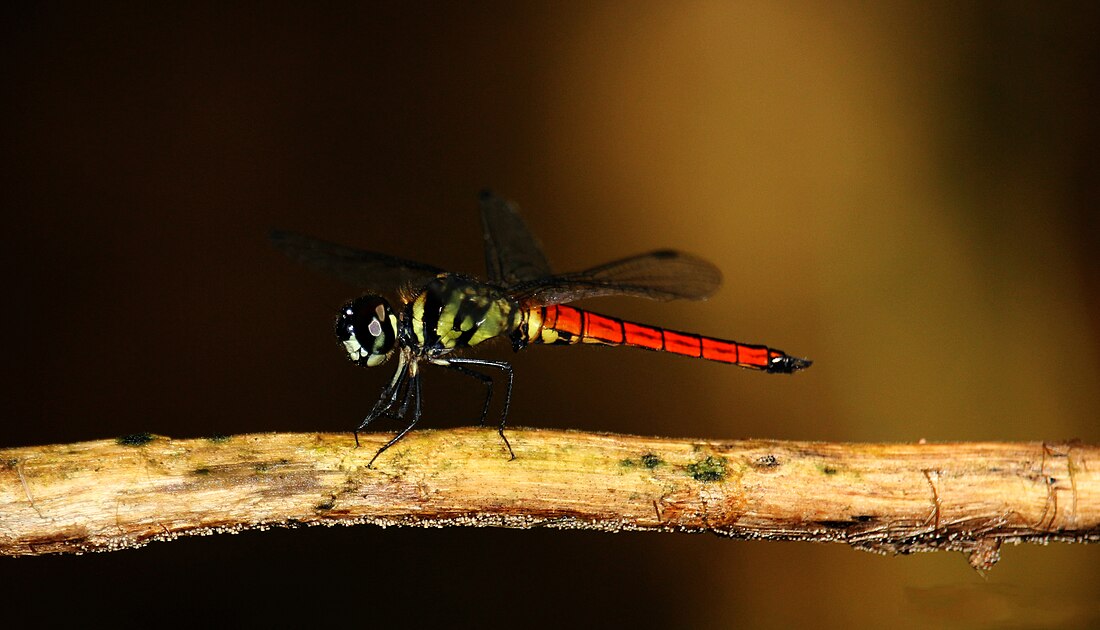 Lyriothemis defonsekai