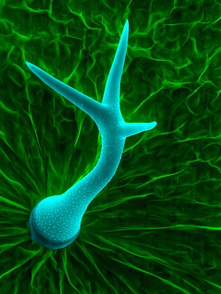 Micrografia eletrônica de um tricoma de Arabidopsis thaliana, proveniente da Universidade de Tecnologia deTallinn, Estonia. (definição 2 300 × 3 100)