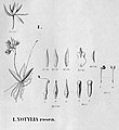 Macroclinium roseum (as syn. Notylia rosea) plate 31, fig. I in: Alfred Cogniaux: Flora Brasiliensis vol. 3 pt. 6 (1904-1906) (Detail)