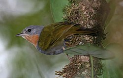 Madanga ruficollis, Buru, Indonesia (cropped).jpg