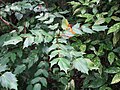 Mahonia bealei - commonly known as Leatherleaf Mahonia.