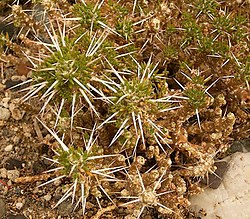 Patagonianpatjakaktus Maihuenia patagonica