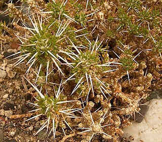 <i>Maihuenia patagonica</i> Species of cactus