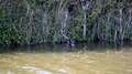 File:Mallard on a canal in the UK.webm