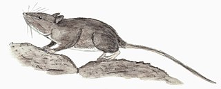 <span class="mw-page-title-main">Lava mouse</span> Extinct species of rodent