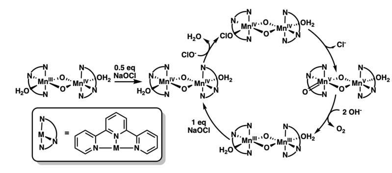 File:Manganese di-μ-oxo dimers involved in O2-evolution as a functional model for photosynthetic water oxidation.png