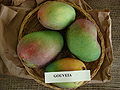 GOUVEIA mangoes (native of Hawaii)