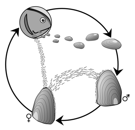 Unionoida parasitic life cycle Margaritifiera-margaritifiera-reproduction.png