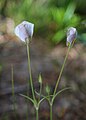 Mariposa lily (Calochortus leichtlinii) furled flowers