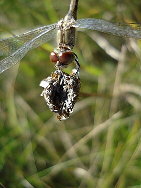 Dragonfly (Anisoptera)