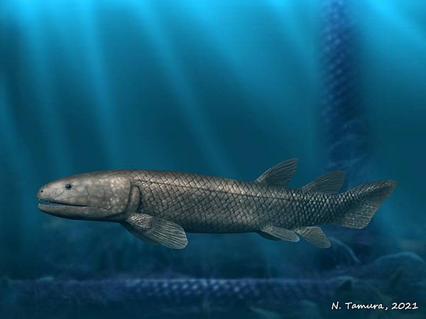 Image: Megalichthys NT