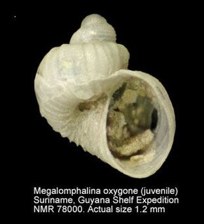 <i>Megalomphalus</i> Genus of gastropods