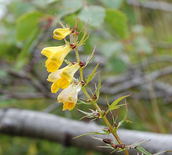 File:Melampyrum pratense - Marimjelle.jpg