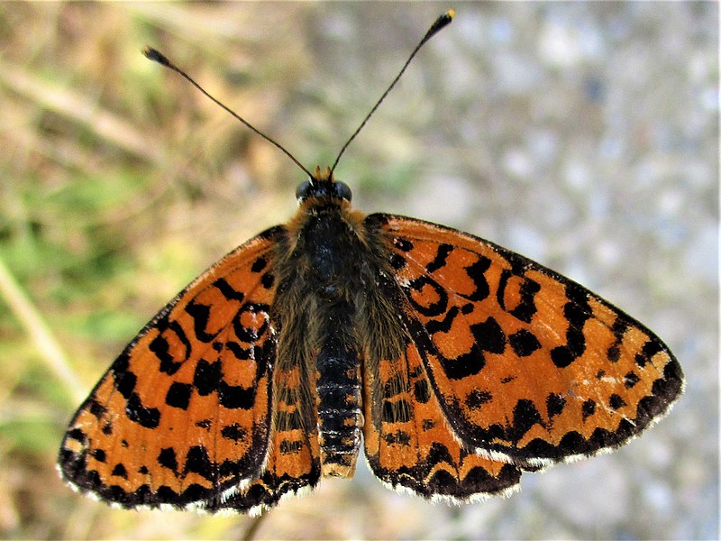 File:Melitaea didyma 13.jpg