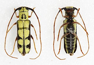 <i>Menesia flavotecta</i> species of beetle