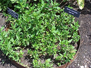 <i>Mentha <span style="font-style:normal;">×</span> gracilis</i> Species of flowering plant