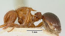 Meranoplus mayri