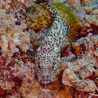 Greasy grouper (Epinephelus tauvina), Red Sea, Egypt