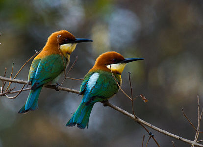 en:Chestnut-headed Bee-eater (Merops leschenaulti) on a bough