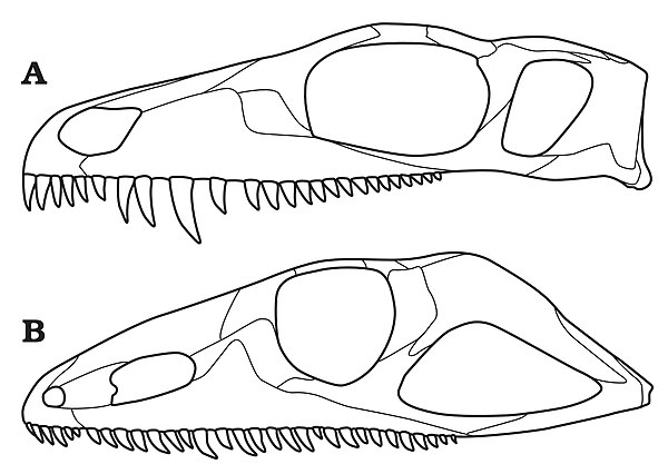 Skulls of Mesenosaurus (top) and Varanodon (bottom), showing variation in skull shape.