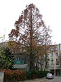 Tree in autumn in Warsaw, Poland