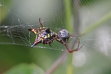 Micrathena sagittata отдолу.jpg