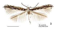Micrurapteryx gradatella.JPG