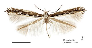 <i>Micrurapteryx gradatella</i> Species of moth